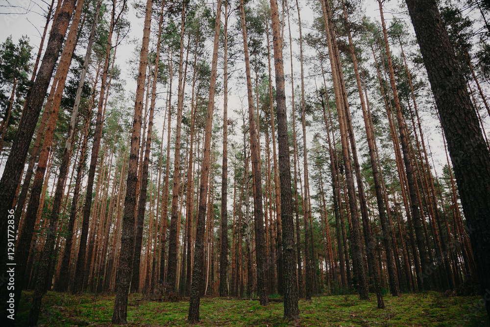Fototapeta premium Forest background. Dark forrest nature view