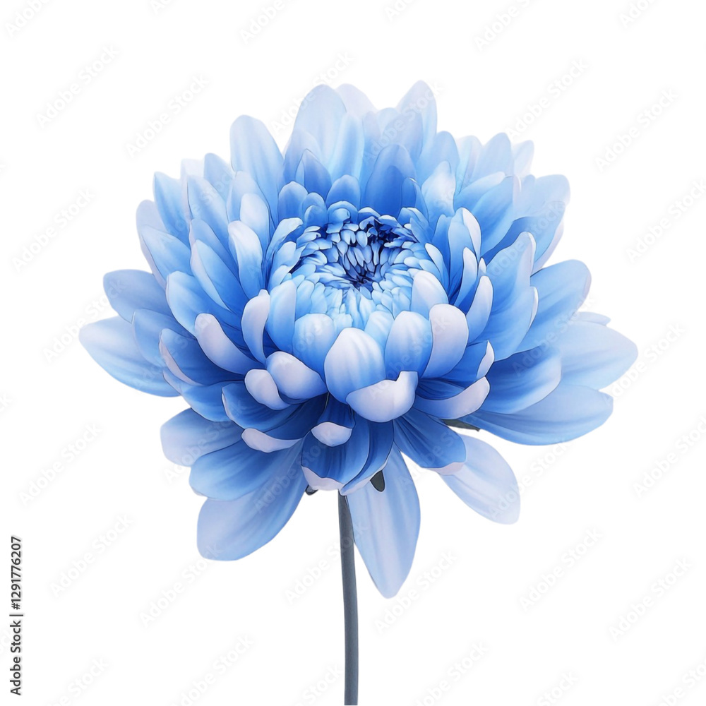 Obraz premium Serene Blue Chrysanthemum Flower Soft Petals Gentle Beauty