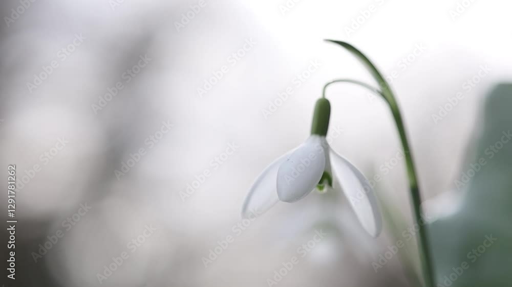 video of isolated snowdrop swaying in the wind video of isolated snowdrop swaying in the wind