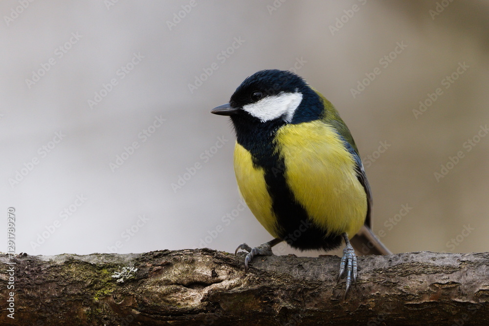 Parus major aka great tit perched on the tree branch. Common bird in Czech republic. Isolated on blurred background. Parus major aka great tit perched on the tree branch. Common bird in Czech republic. Isolated on blurred background.