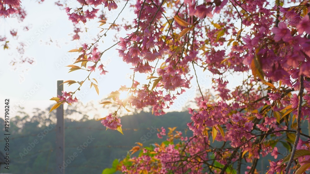 Beautiful Cherry Blossoms in Full Bloom with Sunlight Filtering Through Petals in a Serene Springtime Setting Beautiful Cherry Blossoms in Full Bloom with Sunlight Filtering Through Petals in a Serene Springtime Setting