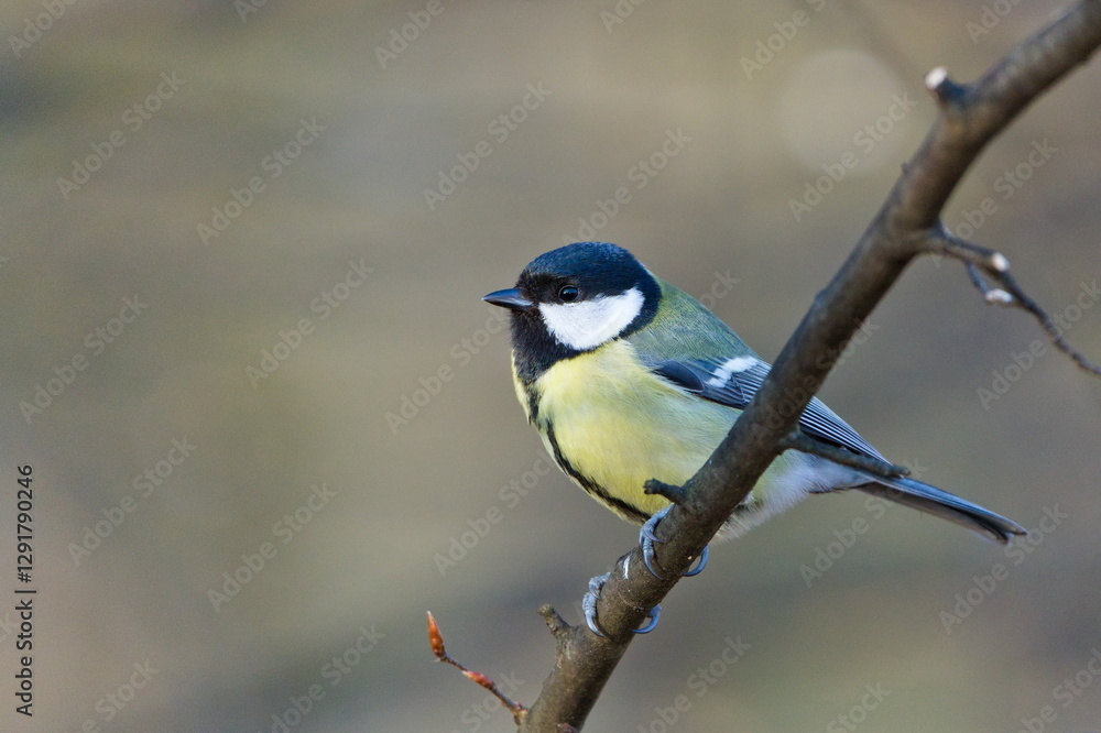 Fototapeta premium Parus major aka great tit perched on the tree branch. Common bird in Czech republic. Isolated on blurred background.