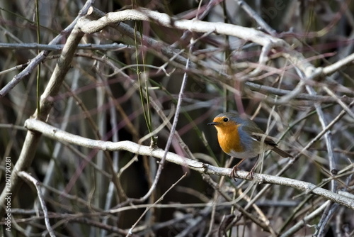 Wallpaper Mural Erithacus rubecula aka european robin perched in the bush. Tiny bird from Czech republic. Torontodigital.ca