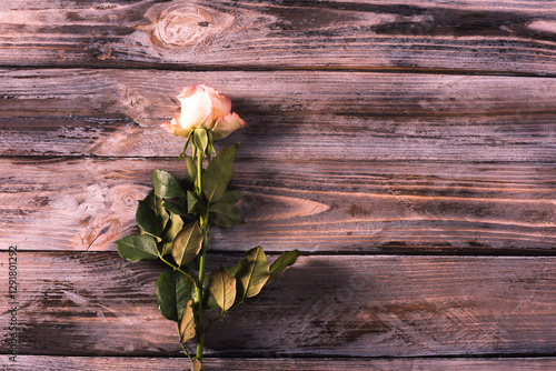 pink rose on the wooden background