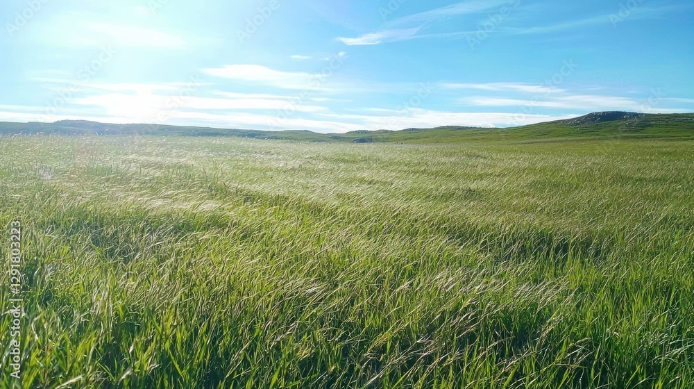A vast, green grassy field under a bright blue sky, gently swaying in the wind A vast, green grassy field under a bright blue sky, gently swaying in the wind