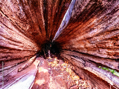 Hohler und modriger Baumstamm im Wald photo