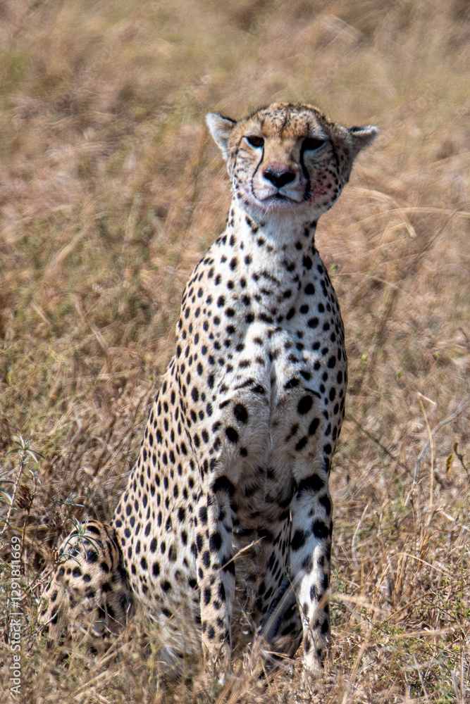 cheetah in the grass