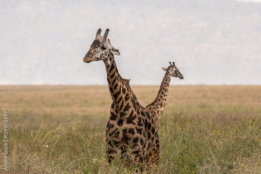 Fototapeta premium giraffe in the serengeti