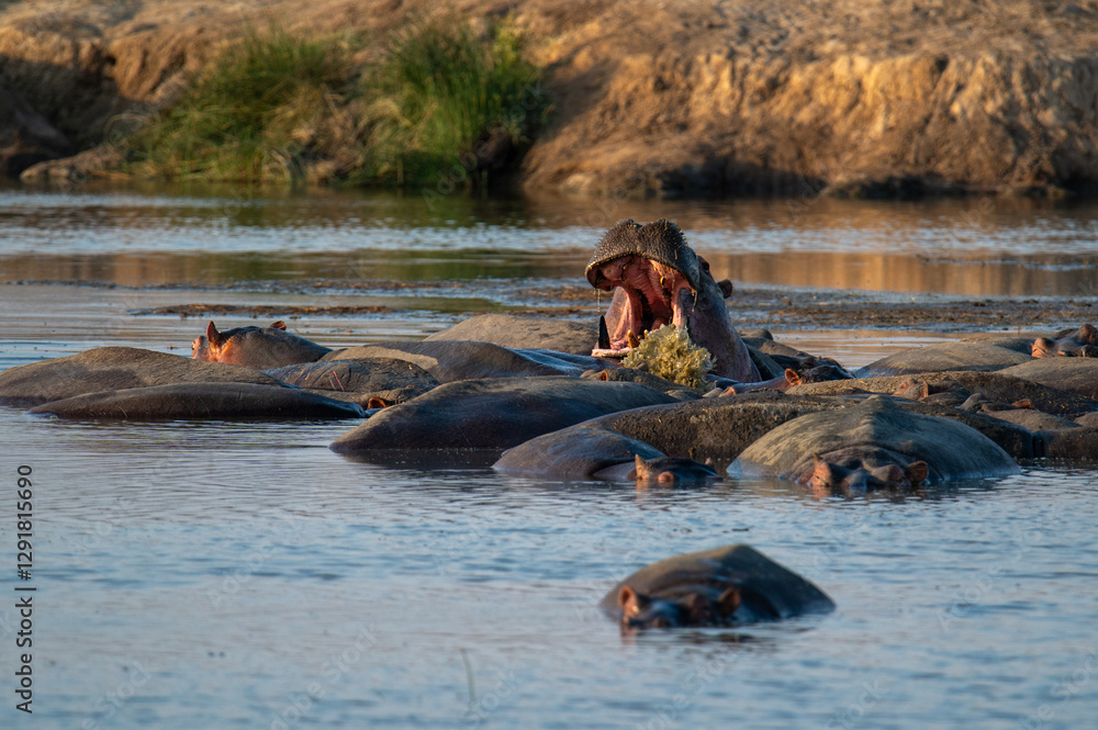 Fototapeta premium hippopotamus in river