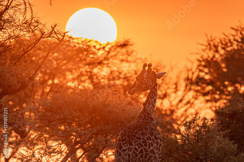 Canvas Print giraffe at sunrise