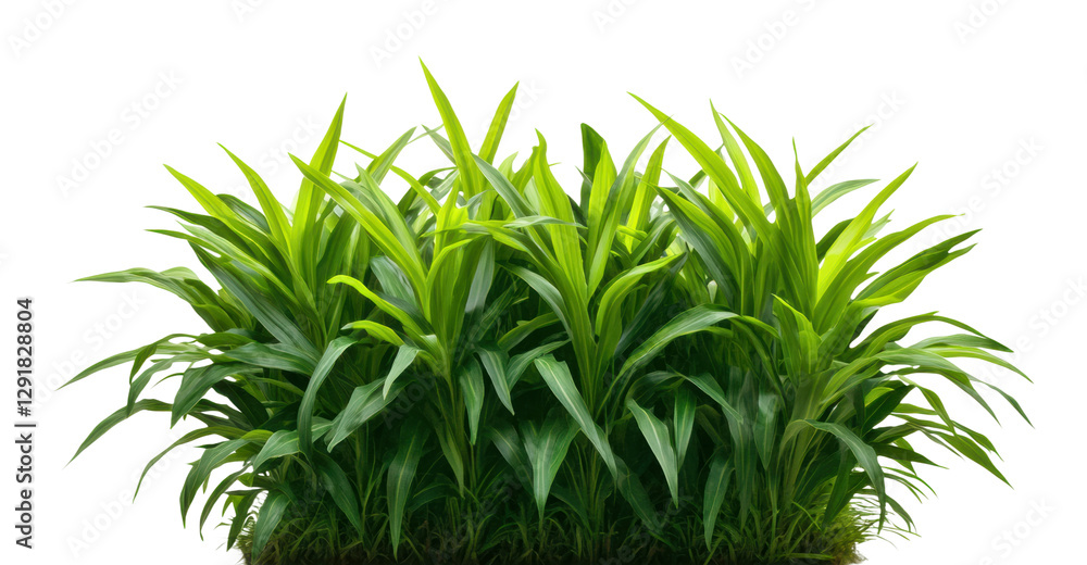 Fototapeta premium Tropical green plant cluster decor, cut out