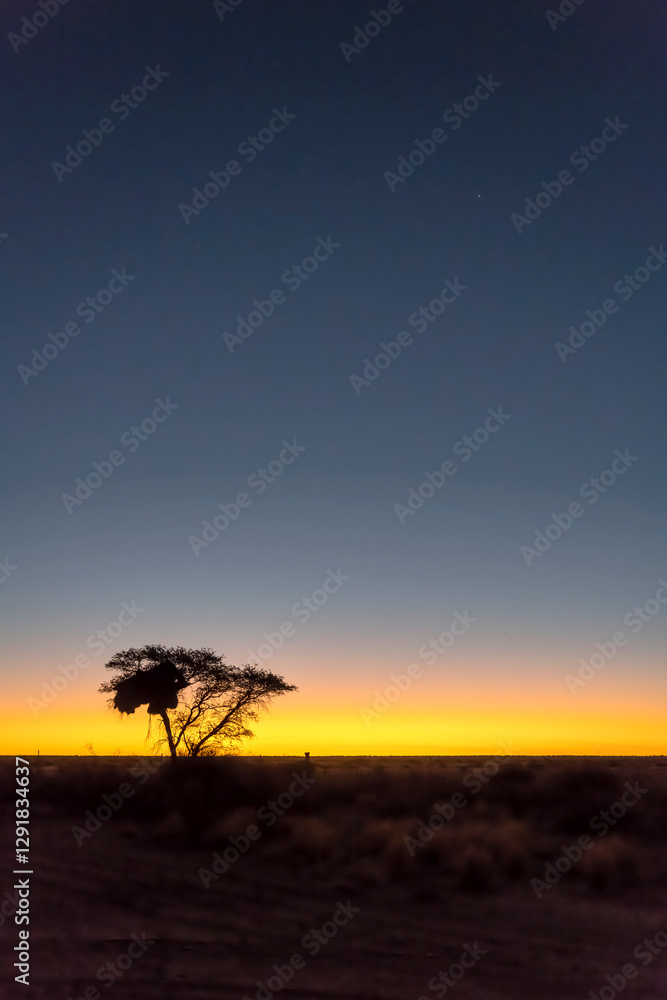 dark sky and scenic sunset on big acacia with weaver birds nest at Kalahari desert countryside, near Bitterwasser pan, Namibia