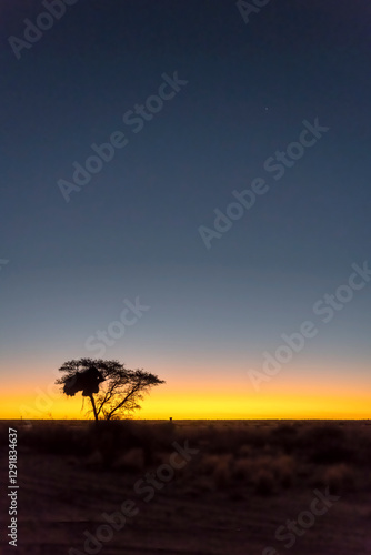 Obraz na płótnie dark sky and scenic sunset on big acacia with weaver birds nest at Kalahari desert countryside, near Bitterwasser pan, Namibia w salonie
