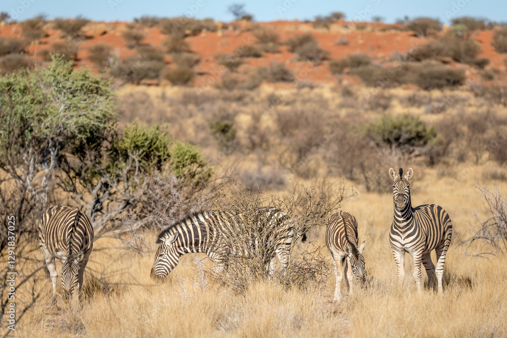 group of Zebra and red dune at Kalahari green desert countryside, near Hoachanas, Namibia
