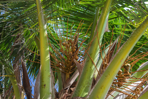 Coconut fruits on a palm tree