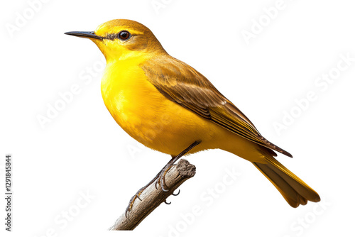 Vibrant yellow wagtail perched on a branch, cut out