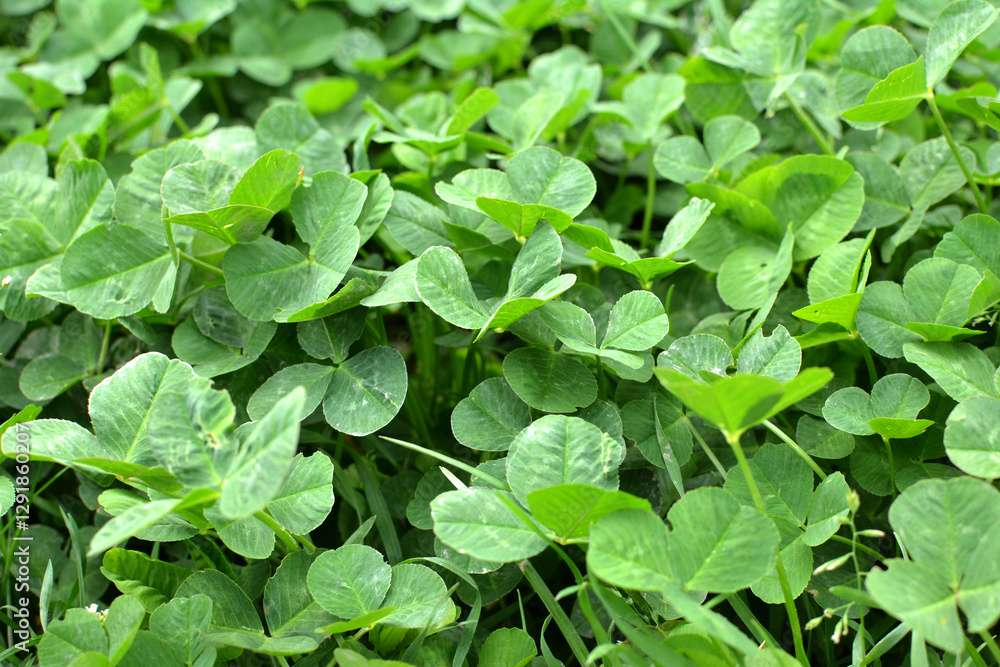 In the spring field young clover grows In the spring field young clover grows