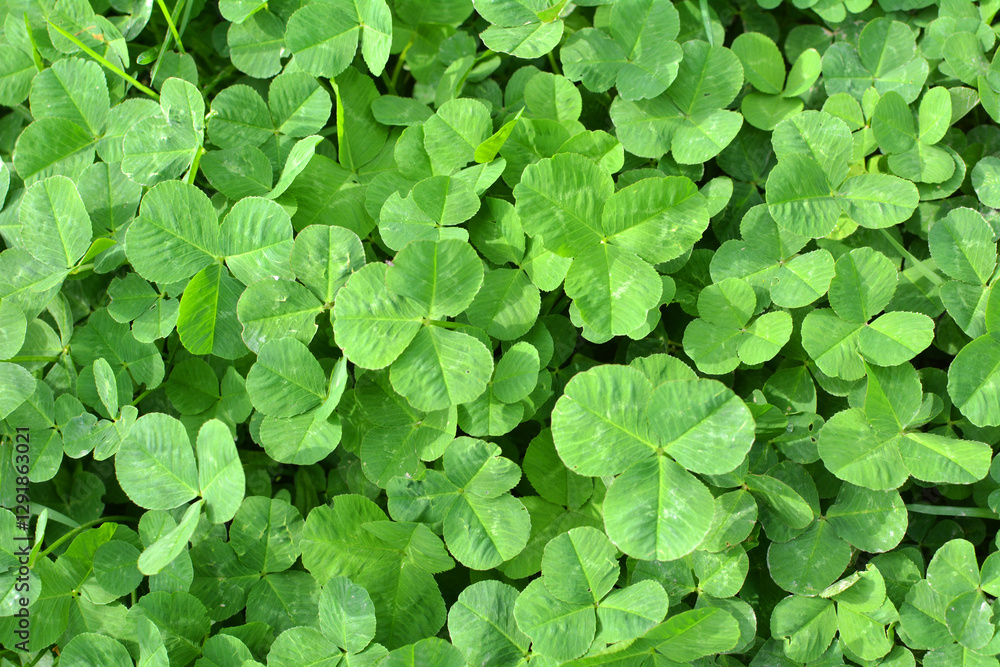 In the spring field young clover grows In the spring field young clover grows