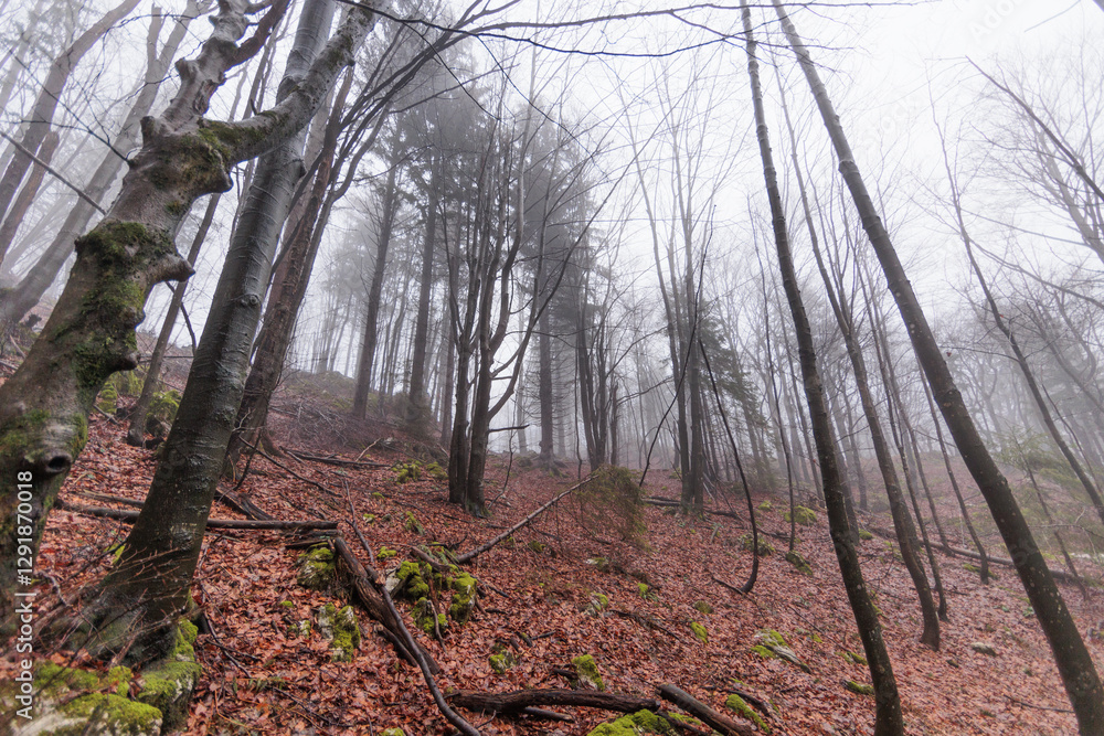 panoramica su varie foreste con alberi spogli, in un ambiente naturale tra le alte colline della Slovenia, avvolte da una fitta nebbia, di giorno, in inverno