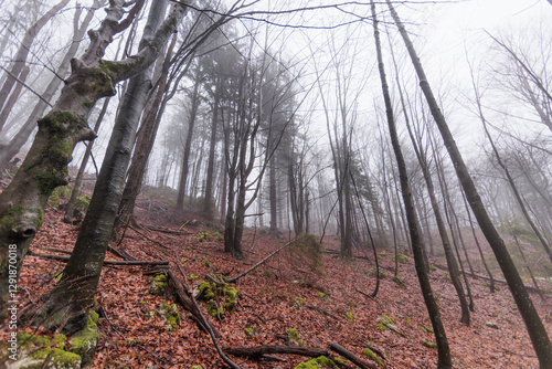 Obraz na płótnie panoramica su varie foreste con alberi spogli, in un ambiente naturale tra le alte colline della Slovenia, avvolte da una fitta nebbia, di giorno, in inverno w salonie