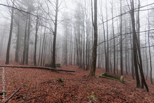 Obraz na płótnie panoramica su varie foreste con alberi spogli, in un ambiente naturale tra le alte colline della Slovenia, avvolte da una fitta nebbia, di giorno, in inverno w salonie