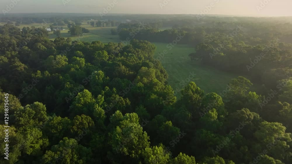 Aerial view of forest with sun streaking through. Aerial view of forest with sun streaking through.