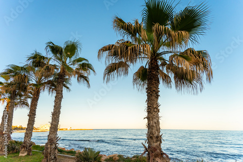 Fototapeta Naklejka Na Ścianę i Meble -  palm trees on the beach