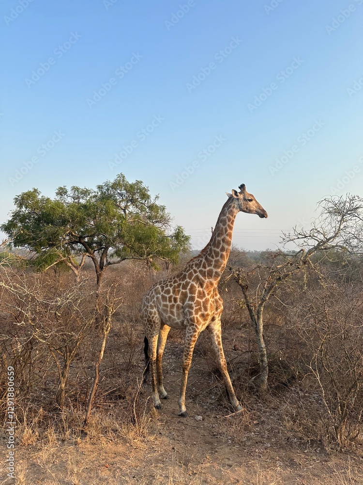 Obraz premium Giraffe safari
