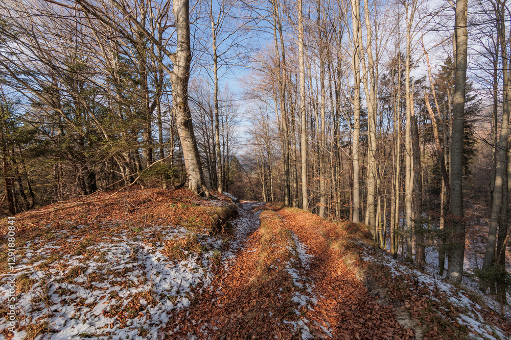 panoramica su un bosco con alberi spogli, tra le colline della Slovenia, di pomeriggio, in inverno