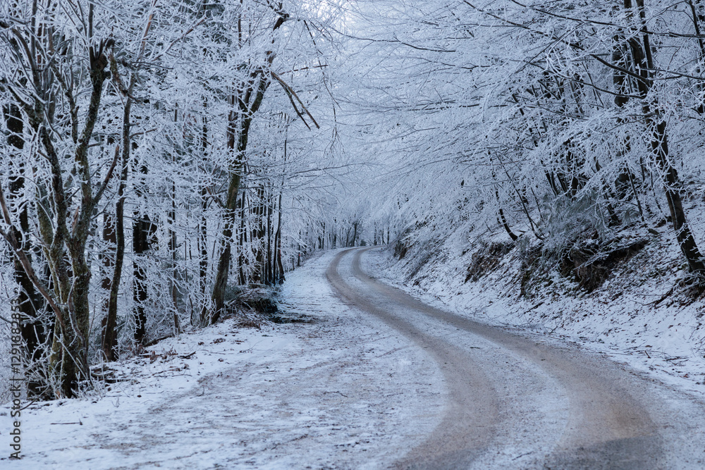alberi ghiacciati ed innevati, completamente bianchi, in un bosco naturale nelle alte colline della Slovenia, di giorno, in inverno