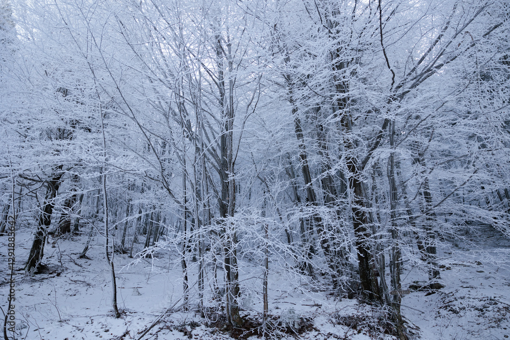 alberi ghiacciati ed innevati, completamente bianchi, in un bosco naturale nelle alte colline della Slovenia, di giorno, in inverno