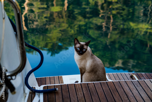Quadro su tela siamese cat sitting on teak wooden floor deck of multihull catamaran sail boat,