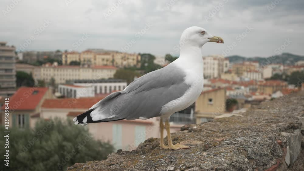 A large seagull against the backdrop of the old town of Cannes. A large seagull against the backdrop of the old town of Cannes.