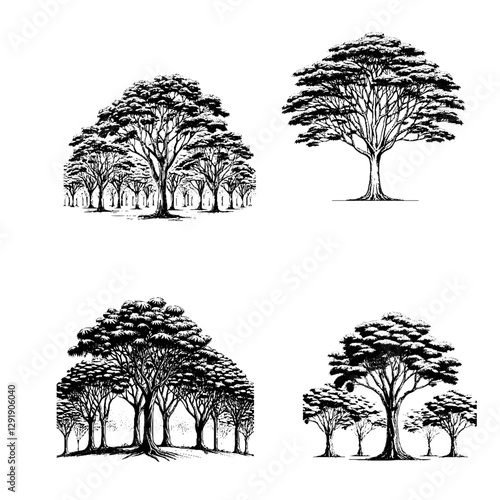 Rubber Tree (Hevea brasiliensis)