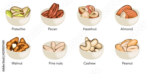 Nuts ni bowls vector illustration. Pistachio, Walnut, Pecan, Pine Nuts, Hazelnit, Almond, Cashew, Peanut isolated on white background. Nuts Cartoon Style. Organic food concept.