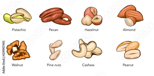 Nuts isolated vector illustration. Pistachio, Walnut, Pecan, Pine Nuts, Hazelnit, Almond, Cashew, Peanut isolated on white background. Nuts Cartoon Style. Organic food concept.