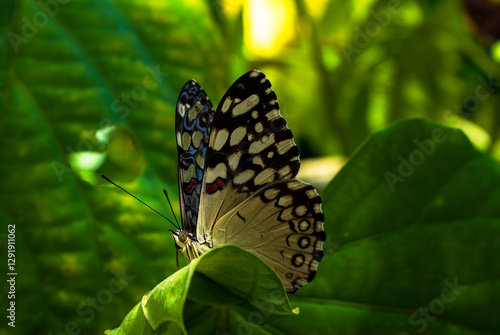 Brilliantly colored, Blue Cracker Hamadryas feronia Butterfly Close up. photo