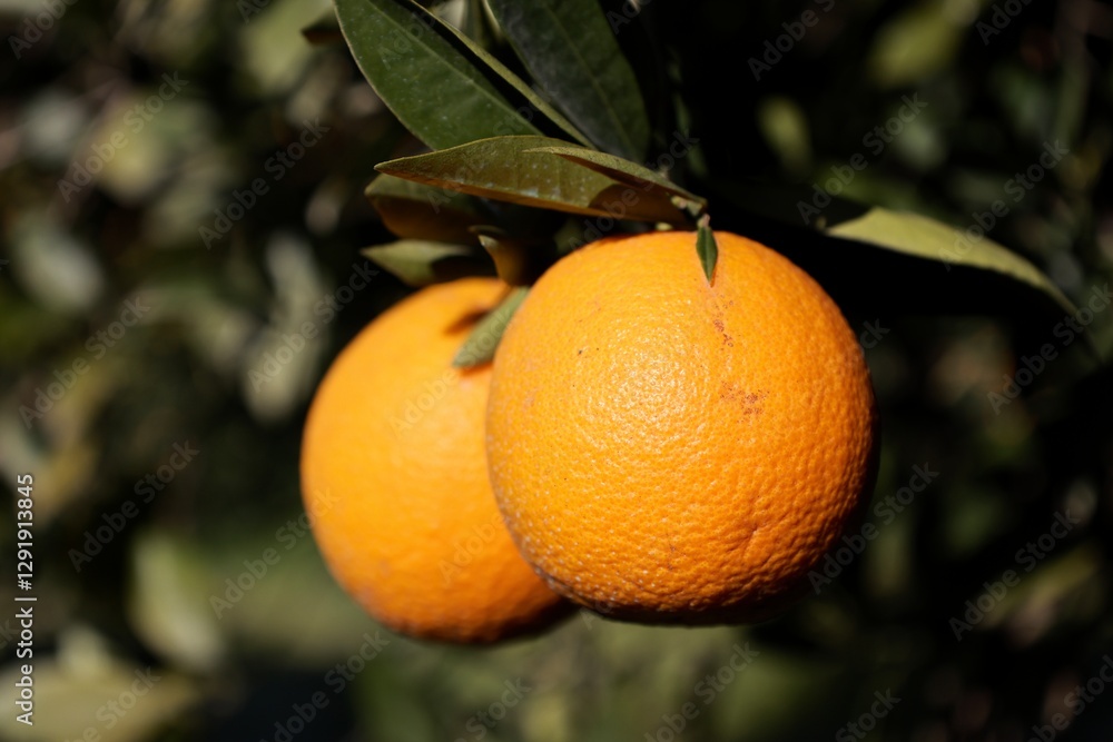 Orange tree sunlight. High quality photo Orange tree sunlight. High quality photo