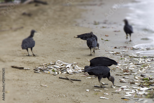 The urubu is a scavenger bird belonging to the vulture group, Guatemala photo