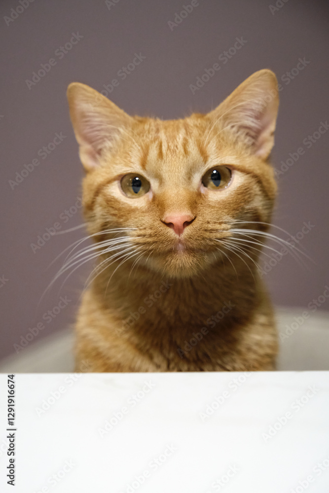 Red cat mischievous beautiful portrait Red cat mischievous beautiful portrait