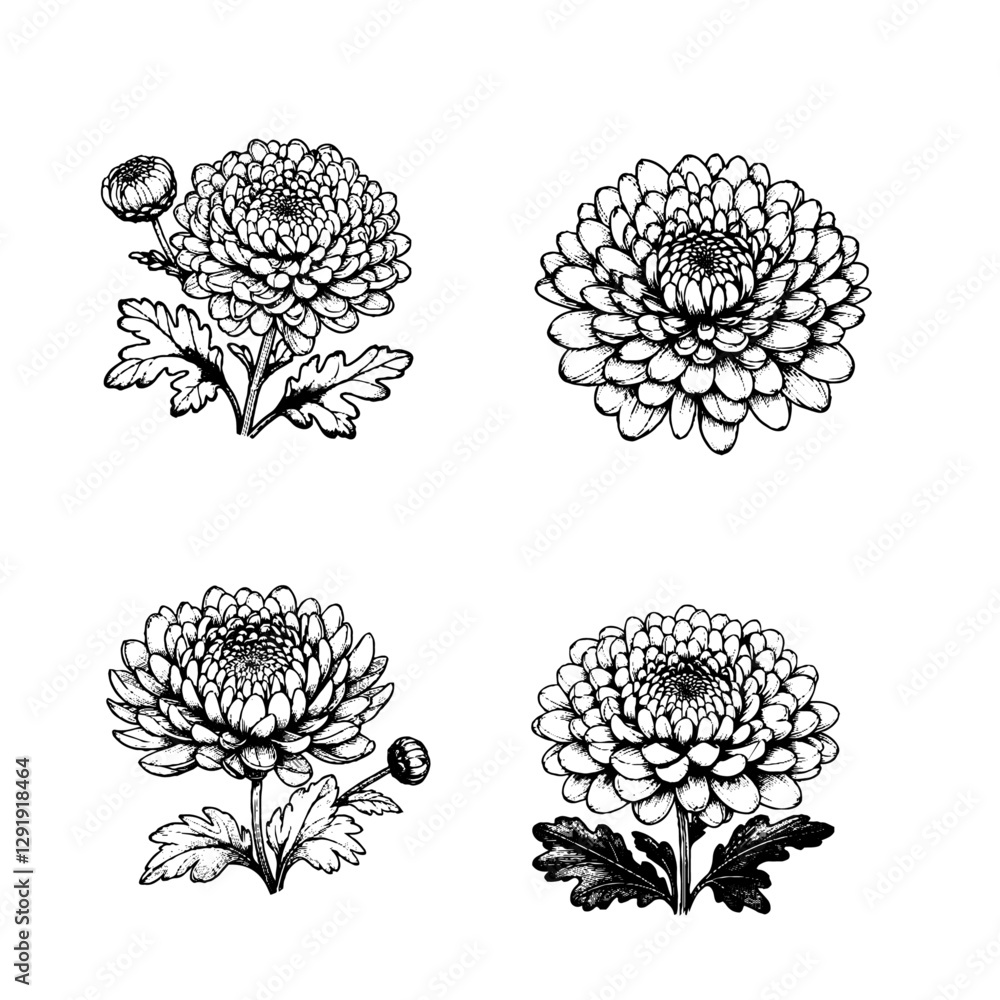 Chrysanthemum (Chrysanthemum) Chrysanthemum (Chrysanthemum)