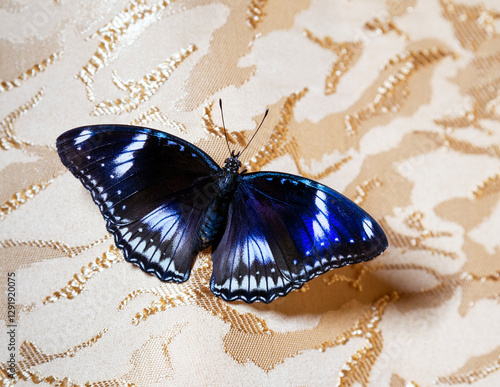 A male tropical butterfly hypolimnas bolina sits with his wings spread on a golden cloth. The butterfly's wings are black with a light pattern and neon blue spots. photo