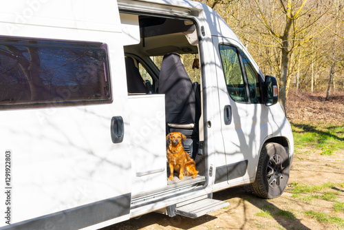 Funny watchdog on the sliding door of a camper van with electric retractable step, in the forest. Concept: traveling with dog in camper van.
