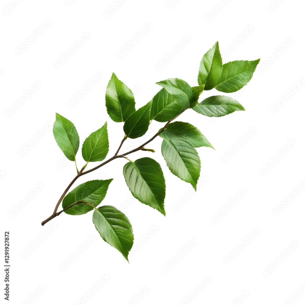 Fototapeta premium Green leaf branch isolated on transparent background. Perfect for botanical and natural designs and backgrounds