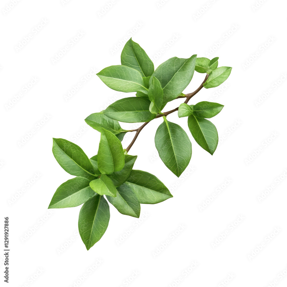 Green leaf branch isolated on transparent background. Ideal for botanical and natural designs and backgrounds, png Green leaf branch isolated on transparent background. Ideal for botanical and natural designs and backgrounds, png