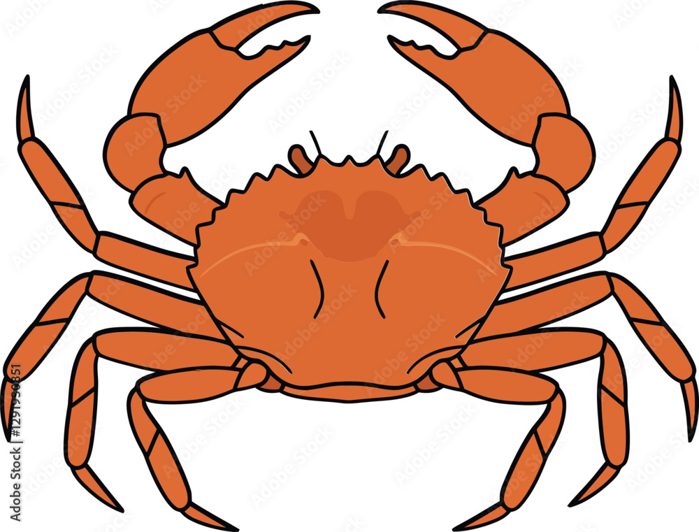 Fototapeta premium Orange crab with detailed claws and rounded body in flat style vector art