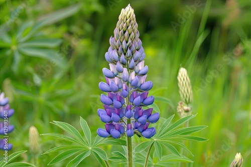 A wild lupine flower with purple blue spikes, isolated