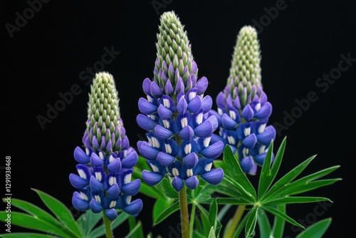A wild lupine flower with purple blue spikes, isolated
