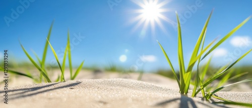grass in sand under bright sun