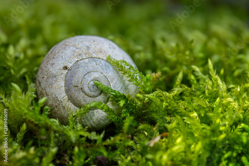 Close-up of an empty snail shell resting on lush green moss in a forest setting. The spiral pattern of the shell contrasts beautifully with the vibrant moss, creating a sense of tranquility and nature